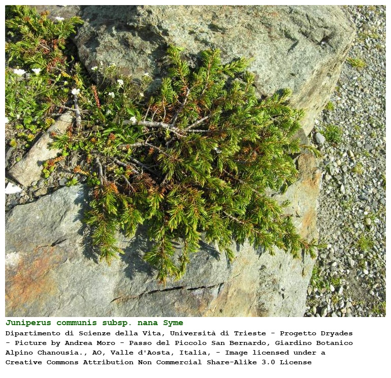 Juniperus communis subsp. nana Syme